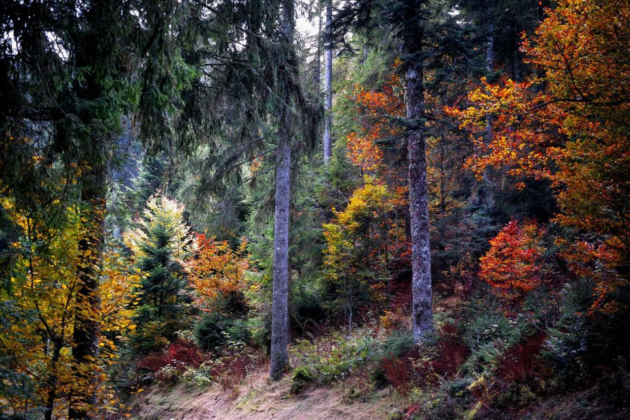 סאן בלאסיין C3 Albmatte-Fewo Sauna, Hallenbad Aussenbecken Massagen Nebenan מראה חיצוני תמונה